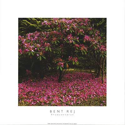 Close-up of Bent Rej rhododendron canvas wall art hanging in a modern living room