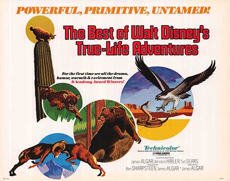 A scene from Disney's nature documentaries showcasing a lion pride in the wild.