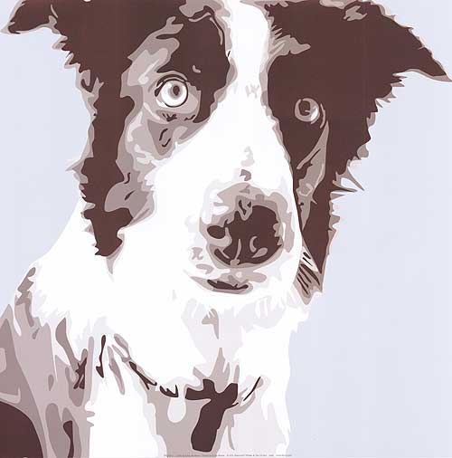 Collie puppy learning basic commands during training class.