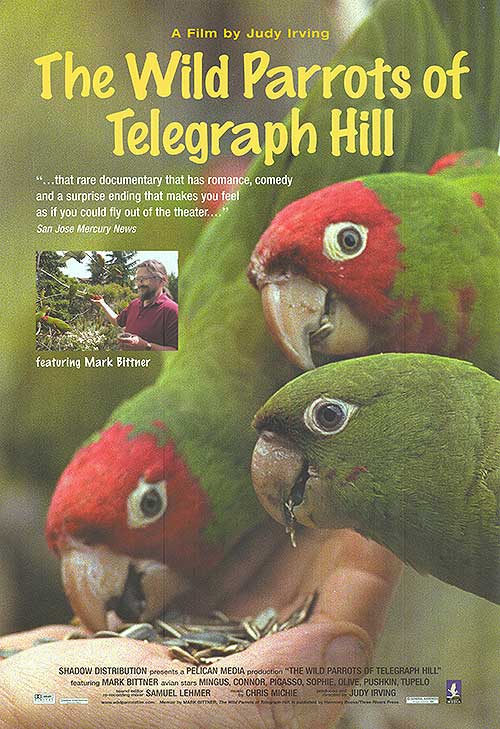 Stunning view of wild parrots flying in San Francisco, showcasing their vibrant colors and lively behavior.