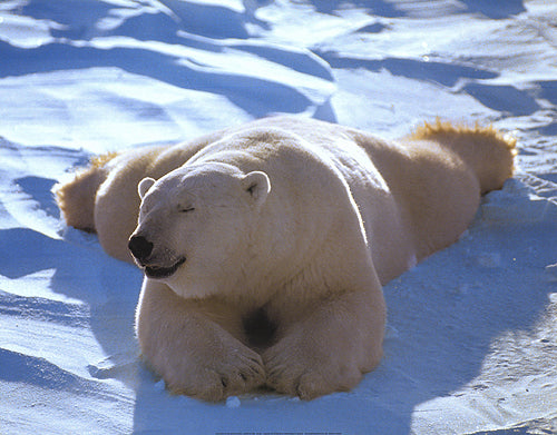 Close-up of polar bear figurine basking in the sun in a garden setting